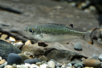 Kuhliidae