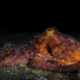 picture of Callistoctopus macropus