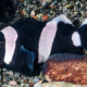 picture of Amphiprion polymnus