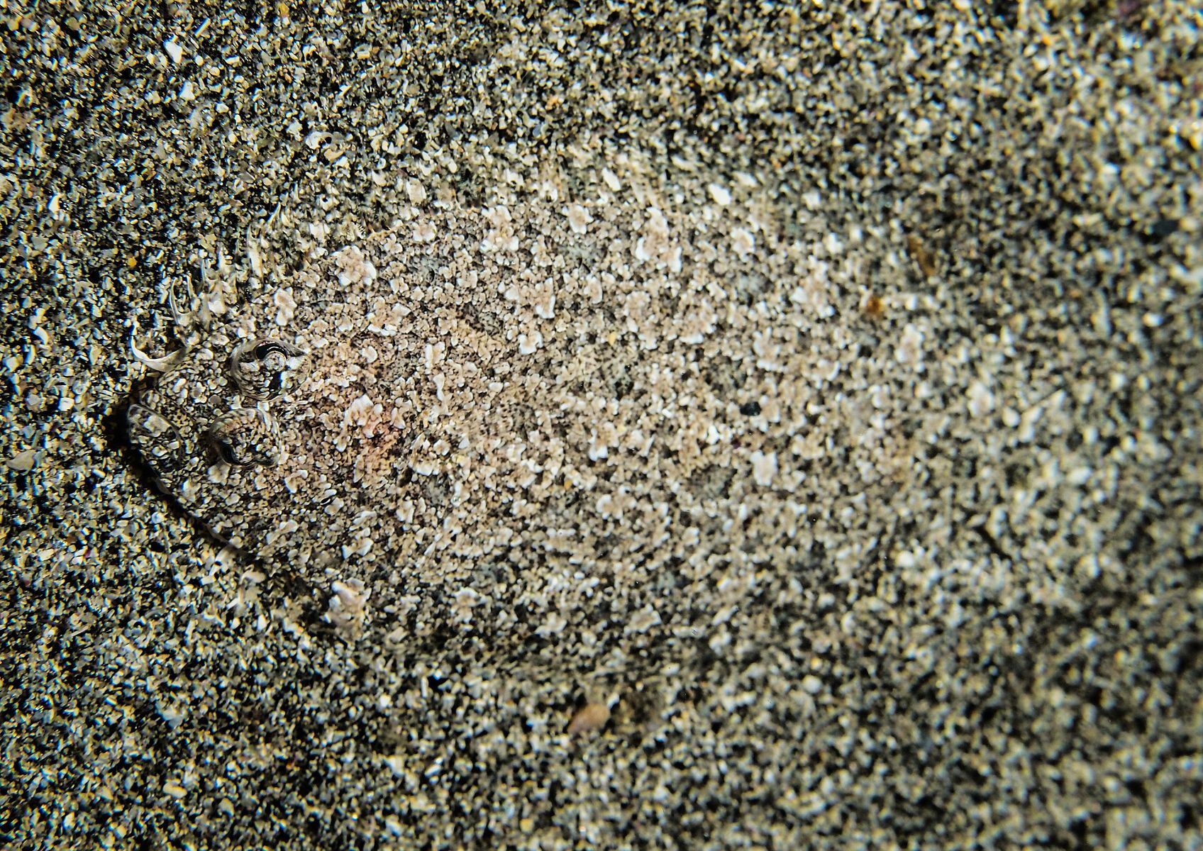 Arnoglossus laterna