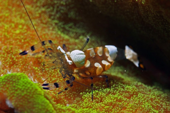 Periclimenes brevicarpalis