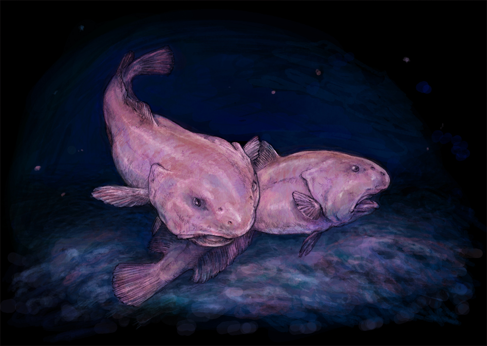 Blobfish, le poisson star des abysses