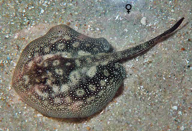 Urobatis jamaicensis - pastenague Jamaïcaine