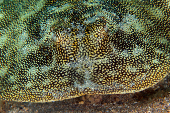 Urobatis jamaicensis - pastenague Jamaïcaine