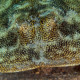 picture of Urobatis jamaicensis