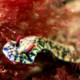picture of Hypselodoris obscura