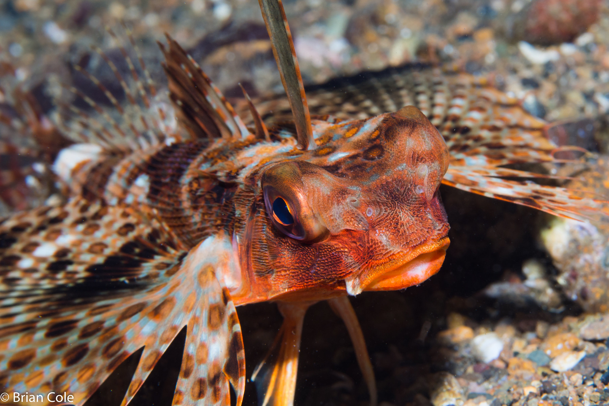 Dactyloptena
