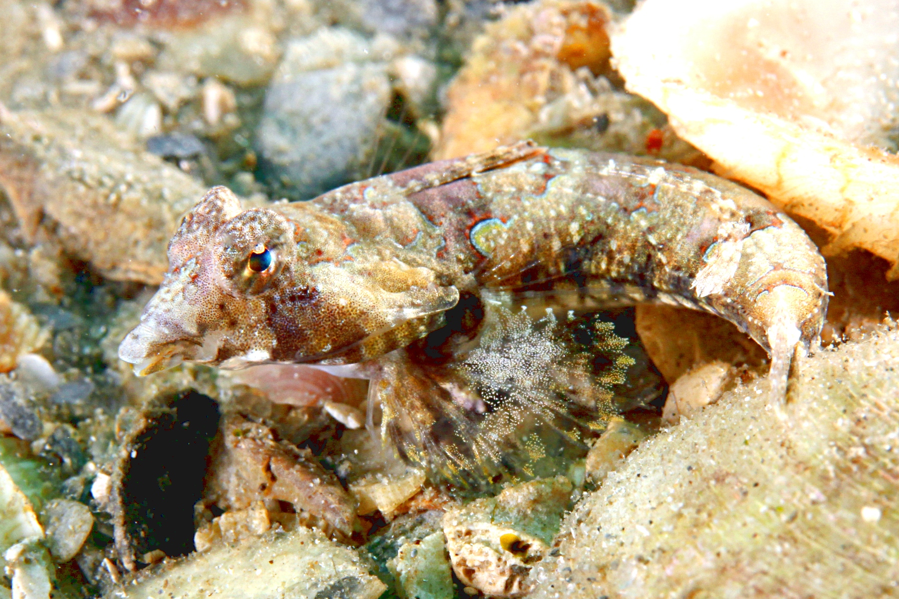 Callionymus