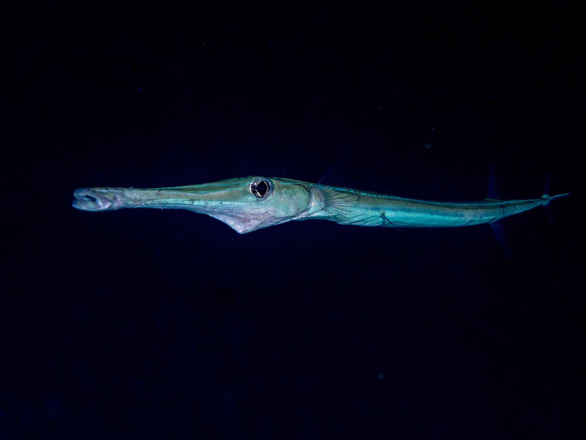 Fistularia
