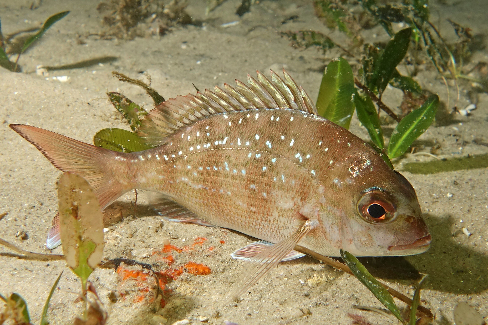 Pagrus