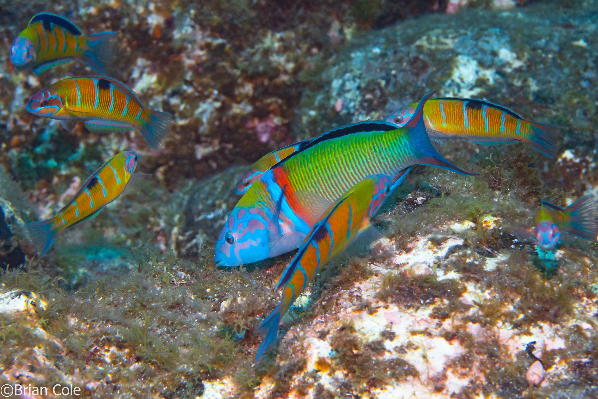 Thalassoma