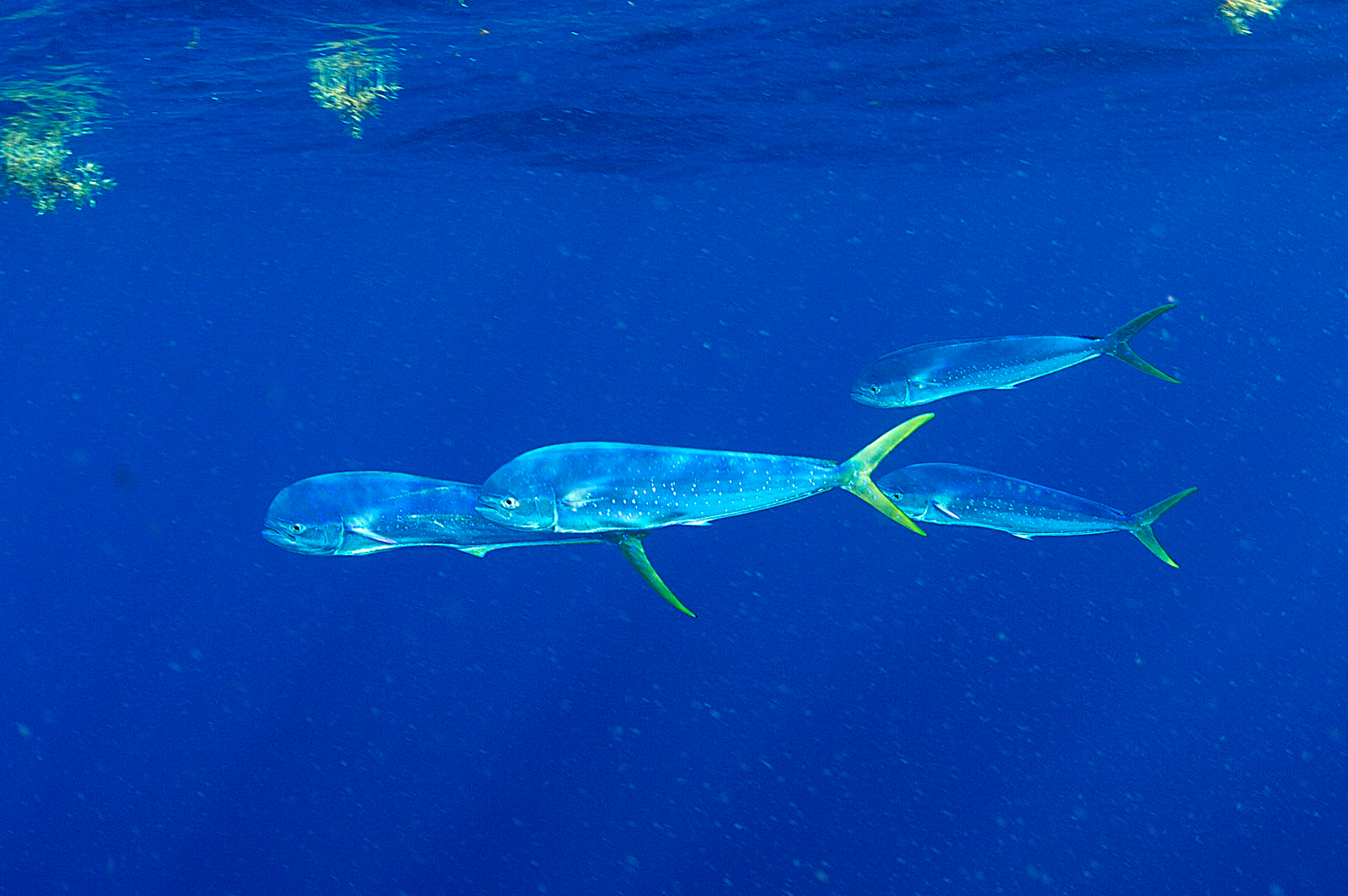 Coryphaena