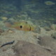 picture of Geophagus brasiliensis