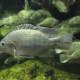 picture of Oreochromis mossambicus