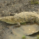 picture of Crocodylus acutus