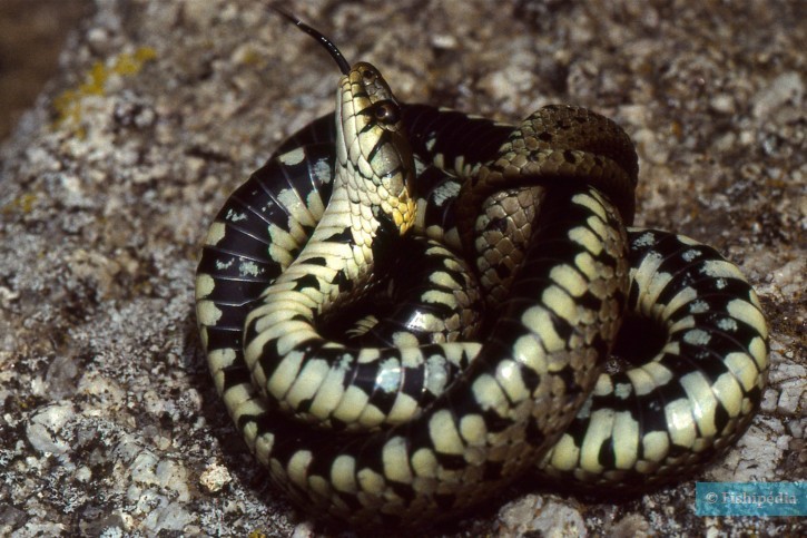Natrix helvetica - couleuvre helvétique