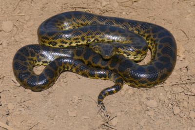 anaconda jaune