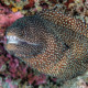 picture of Gymnothorax meleagris