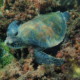 picture of Chelonia mydas