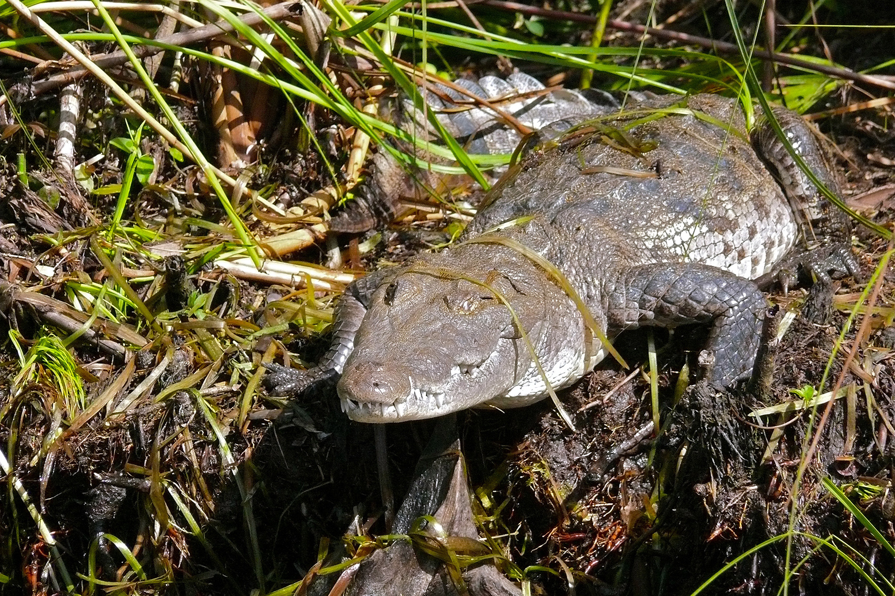 Crocodylus