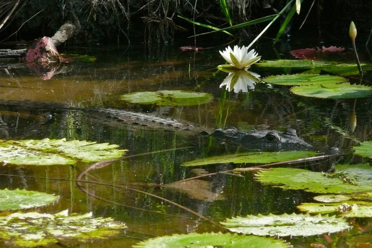 Crocodylus moreletii - Crocodile de Morelet