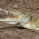 picture of Crocodylus niloticus
