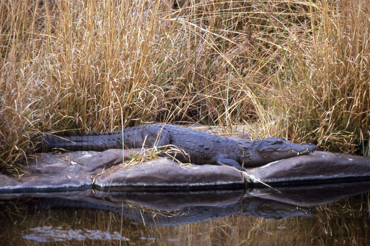 Crocodylus palustris - crocodile des marais