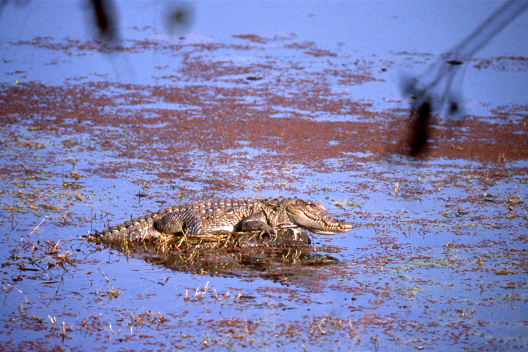 Crocodylus palustris