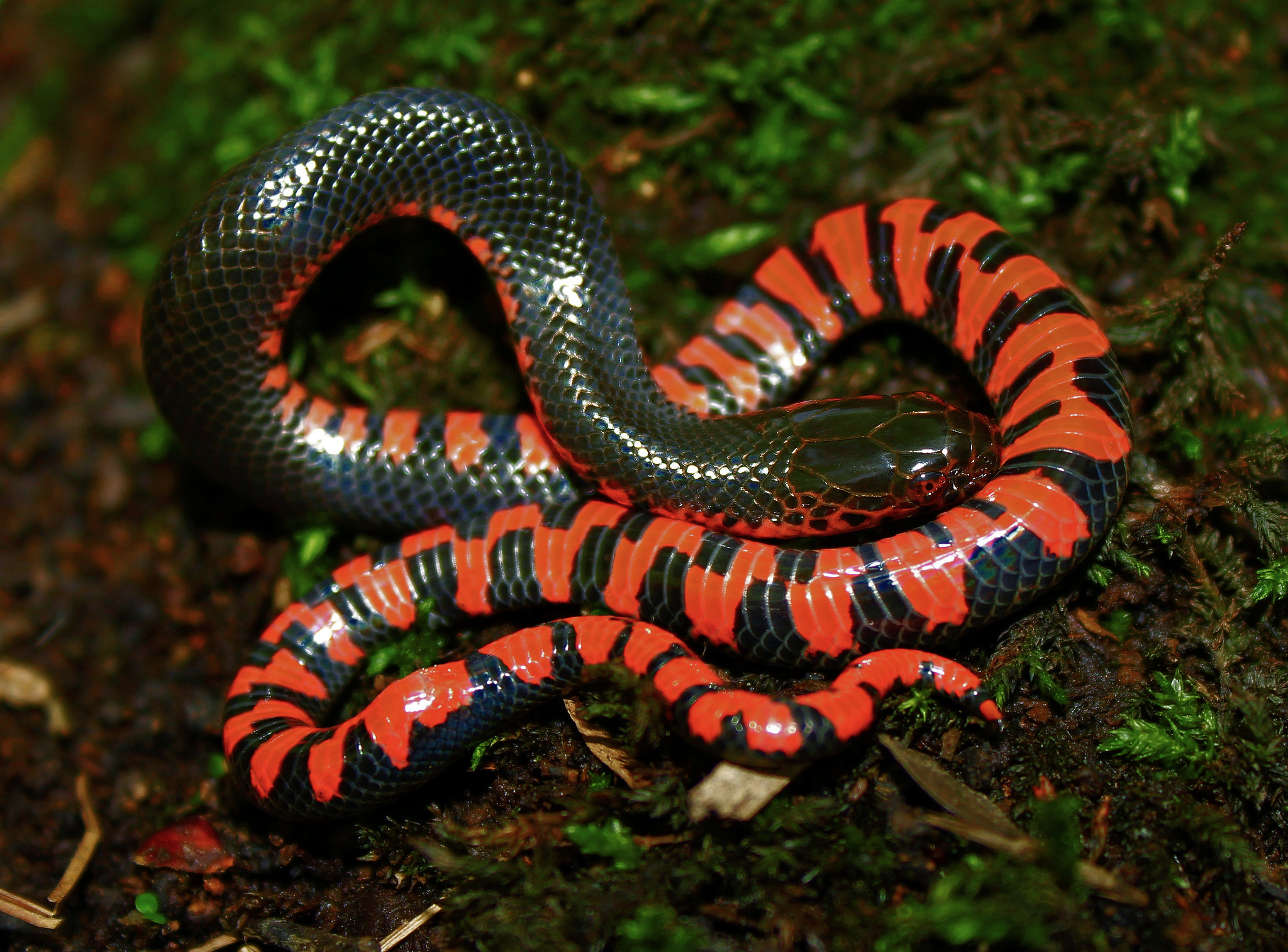 Colubridae