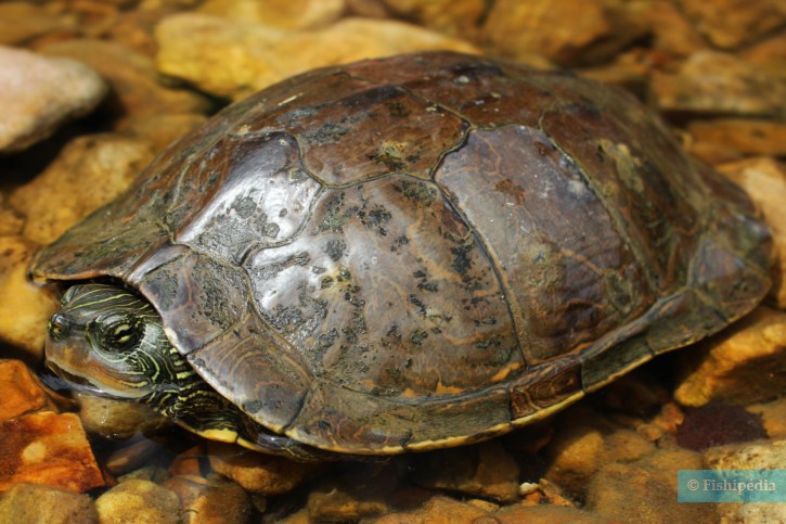 Graptemys geographica