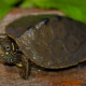 picture of Graptemys ouachitensis