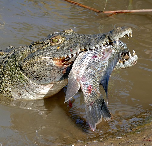 Crocodylidae