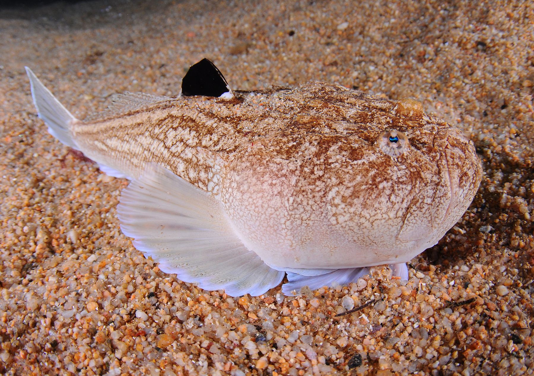 Uranoscopus