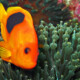 picture of Amphiprion ephippium