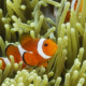 picture of Amphiprion percula