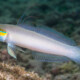 picture of Valenciennea strigata