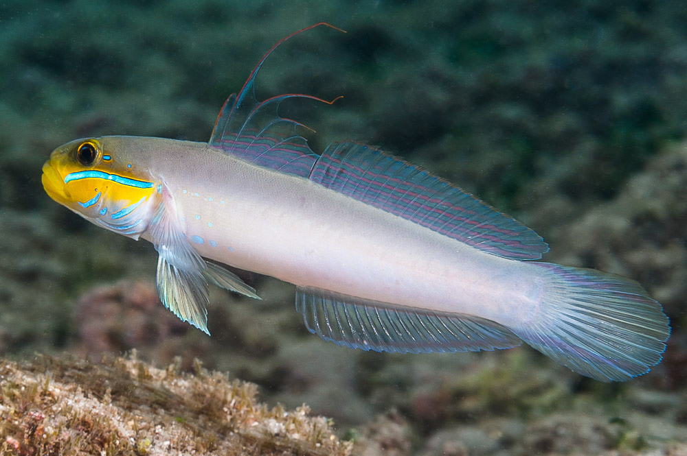 Valenciennea