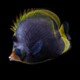picture of Chaetodon flavirostris