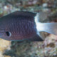 picture of Pycnochromis margaritifer
