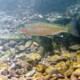 picture of Oncorhynchus mykiss