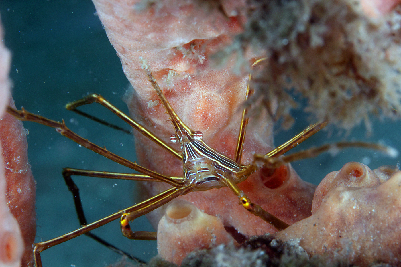 Stenorhynchus
