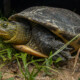 picture of Mauremys sinensis