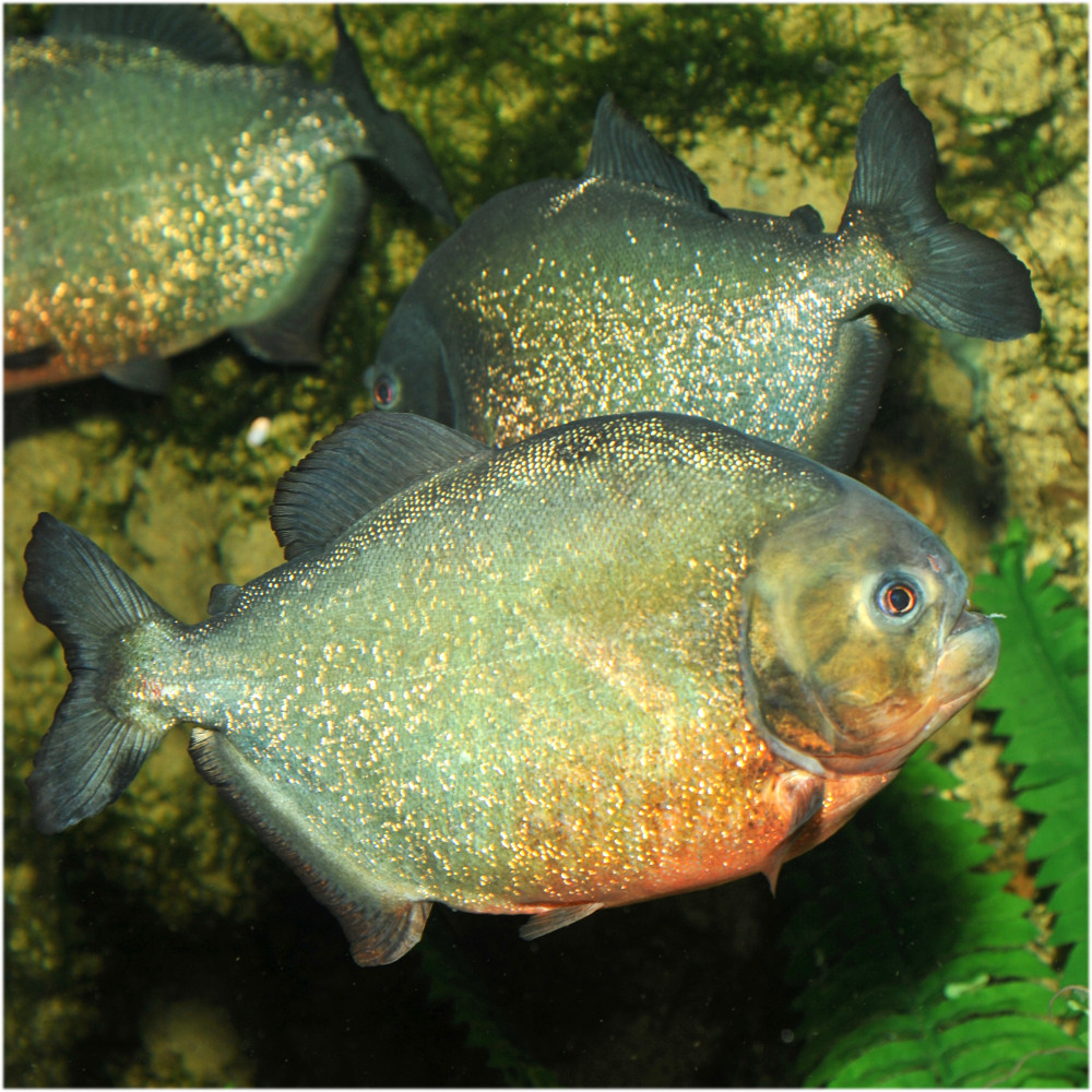 Eau douce chaude • AquariumMuséum Universitaire de Liège • Fishipedia — free download