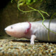 picture of Ambystoma mexicanum
