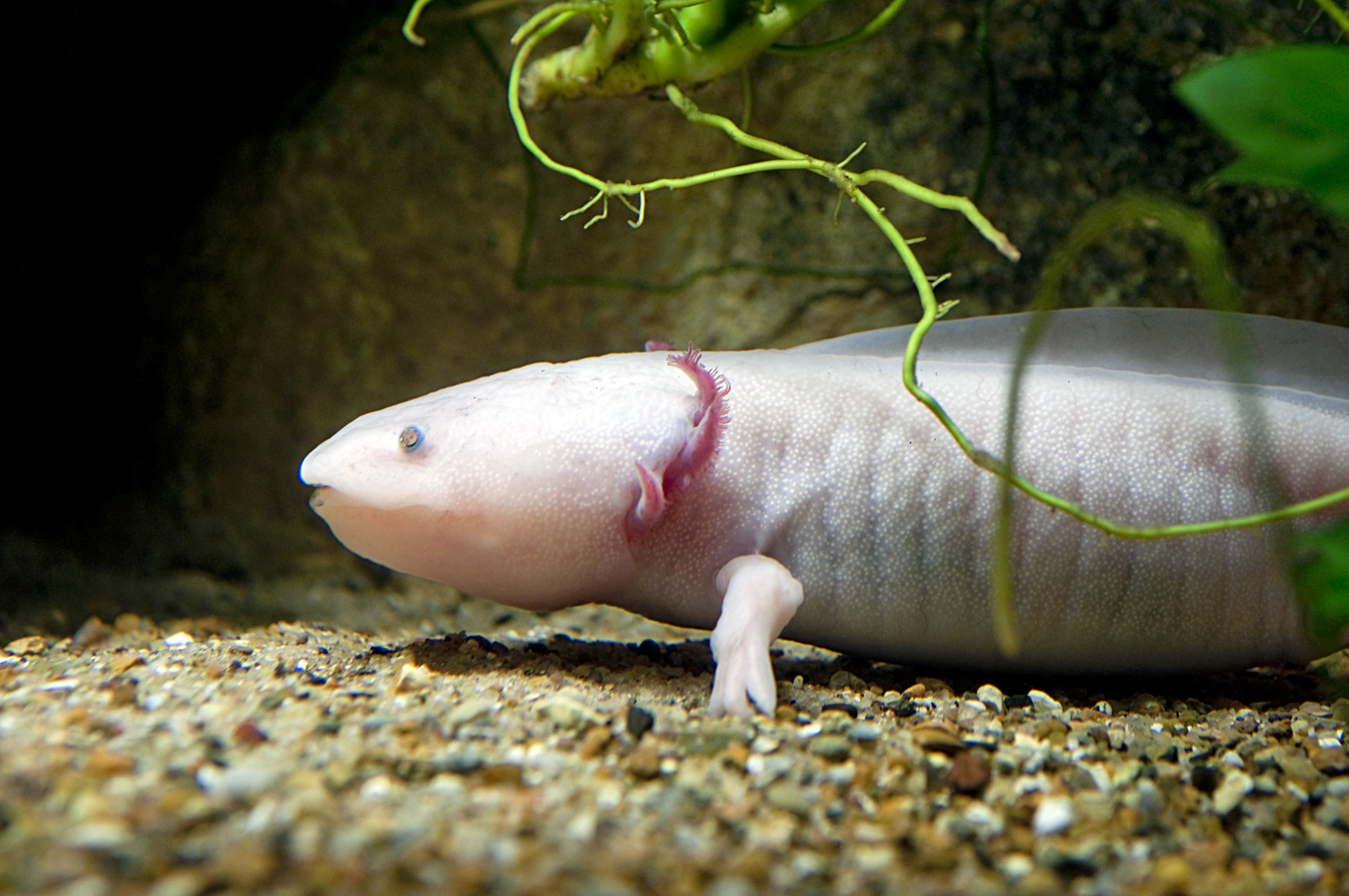 Axolotl • Ambystoma mexicanum • Fiche amphibien