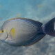 picture of Acanthurus xanthopterus