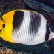 picture of Chaetodon ulietensis