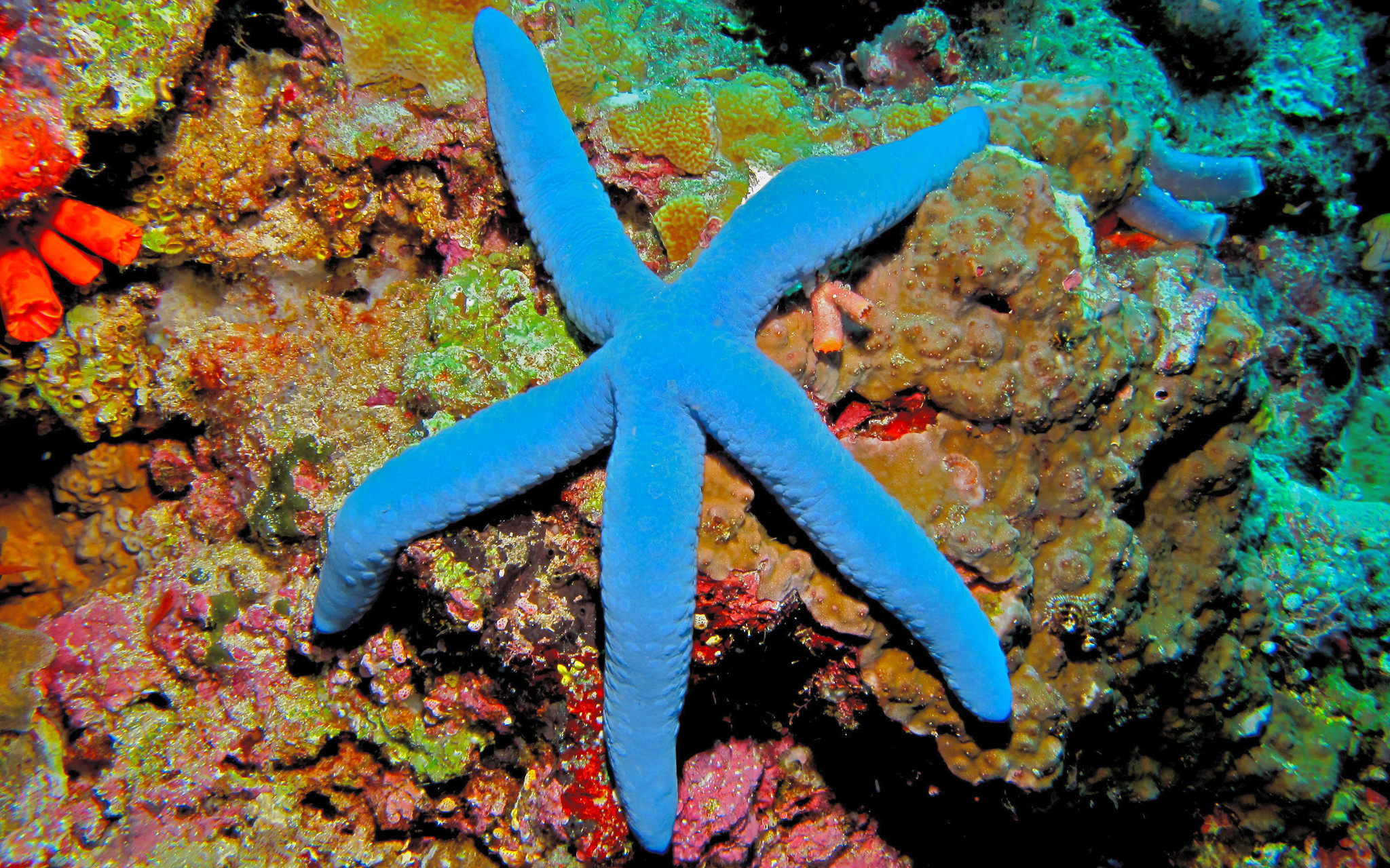 Linckia laevigata