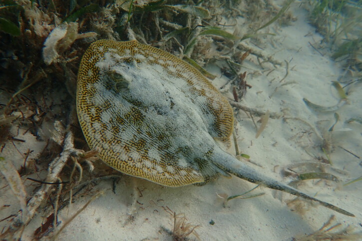 Urobatis jamaicensis - pastenague Jamaïcaine