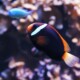 picture of Amphiprion melanopus